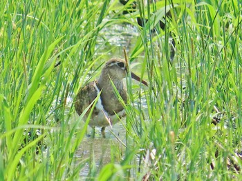 Sat, 5/25/2024 Birding report at 池島