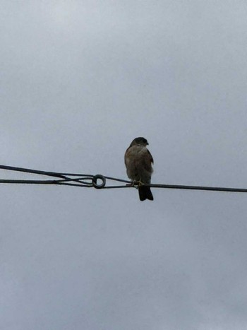 Sat, 5/25/2024 Birding report at 徒歩圏内n(23区西部)