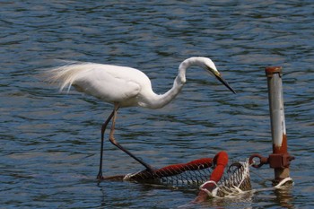 2024年5月25日(土) 都立浮間公園の野鳥観察記録