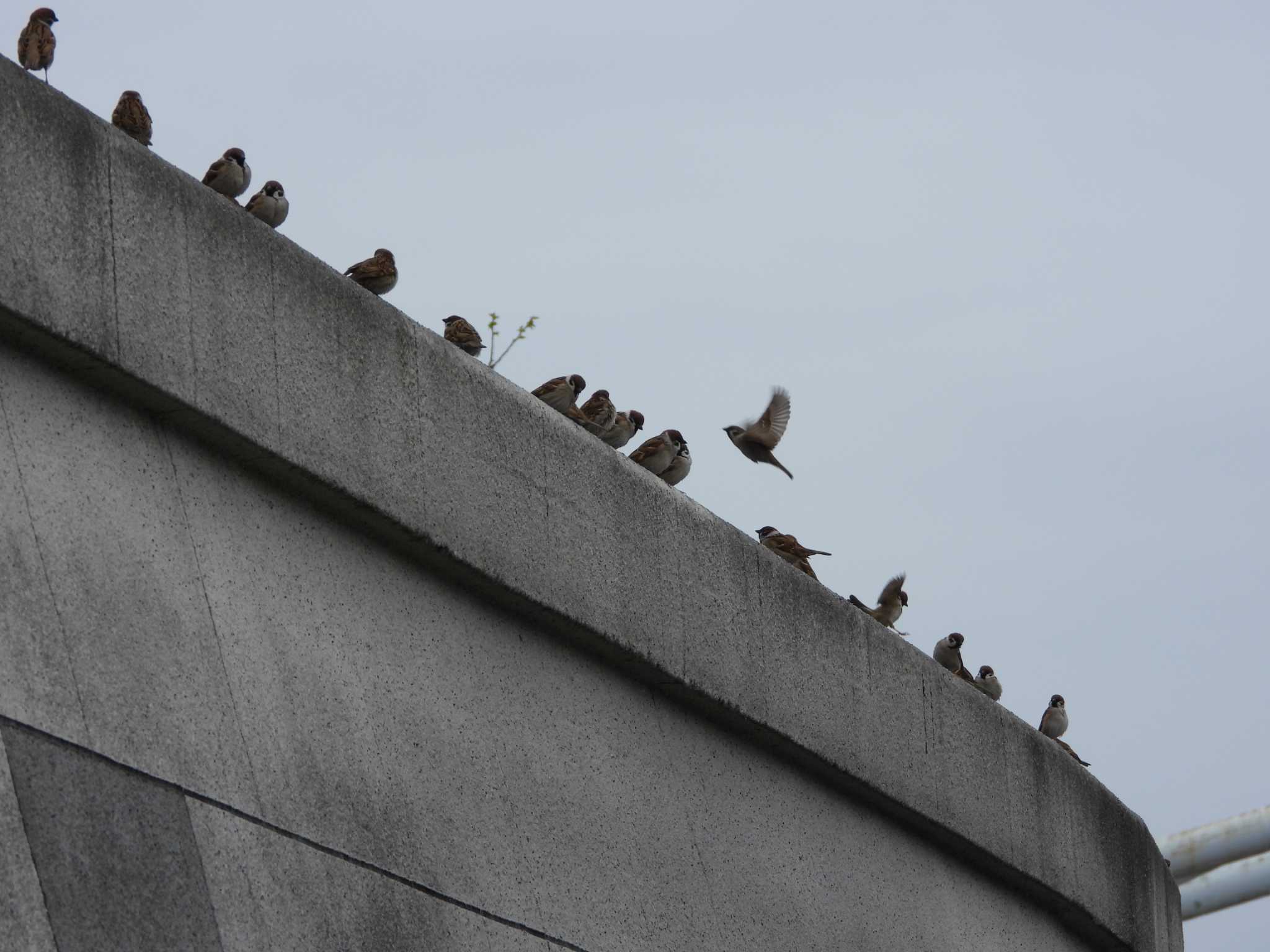 Photo of Eurasian Tree Sparrow at 隅田川 by ときちゃん（ibis）