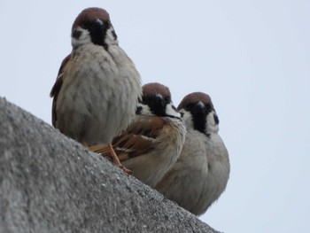 Eurasian Tree Sparrow 隅田川 Fri, 4/5/2024