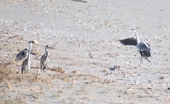 アオサギ 三河湾東幡豆 2019年1月2日(水)