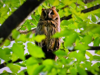 Sat, 5/25/2024 Birding report at Watarase Yusuichi (Wetland)