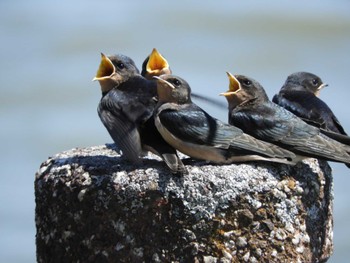 2024年5月25日(土) 伊佐沼の野鳥観察記録