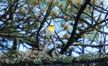 キビタキ 北海道 函館市 見晴公園 2024年5月24日(金)