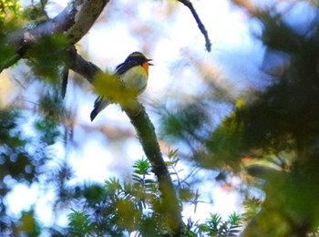 キビタキ 北海道 函館市 見晴公園 2024年5月24日(金)