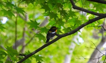 Narcissus Flycatcher Miharashi Park(Hakodate) Fri, 5/24/2024