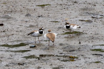 Little Ringed Plover Kasai Rinkai Park Fri, 5/24/2024