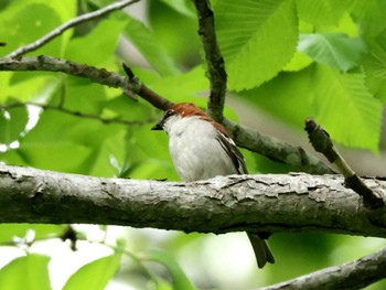 Russet Sparrow Nishioka Park Sat, 5/25/2024