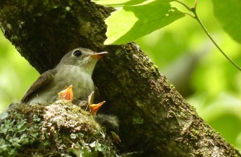 Fri, 5/24/2024 Birding report at 岐阜県