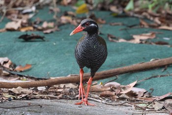 2024年5月1日(水) 国頭村(沖縄県)の野鳥観察記録