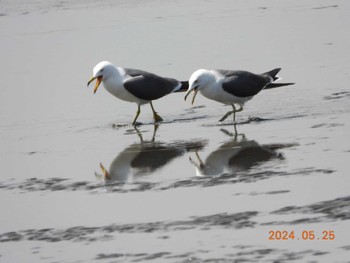 ウミネコ 葛西臨海公園 2024年5月25日(土)