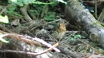 クロツグミ 音羽山(京都) 2024年5月25日(土)