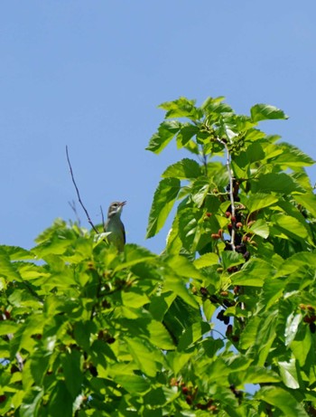 2024年5月25日(土) 渡良瀬遊水地の野鳥観察記録