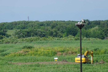 コウノトリ 渡良瀬遊水地 2024年5月25日(土)