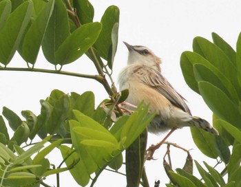 Wed, 5/22/2024 Birding report at 多摩川二ヶ領宿河原堰