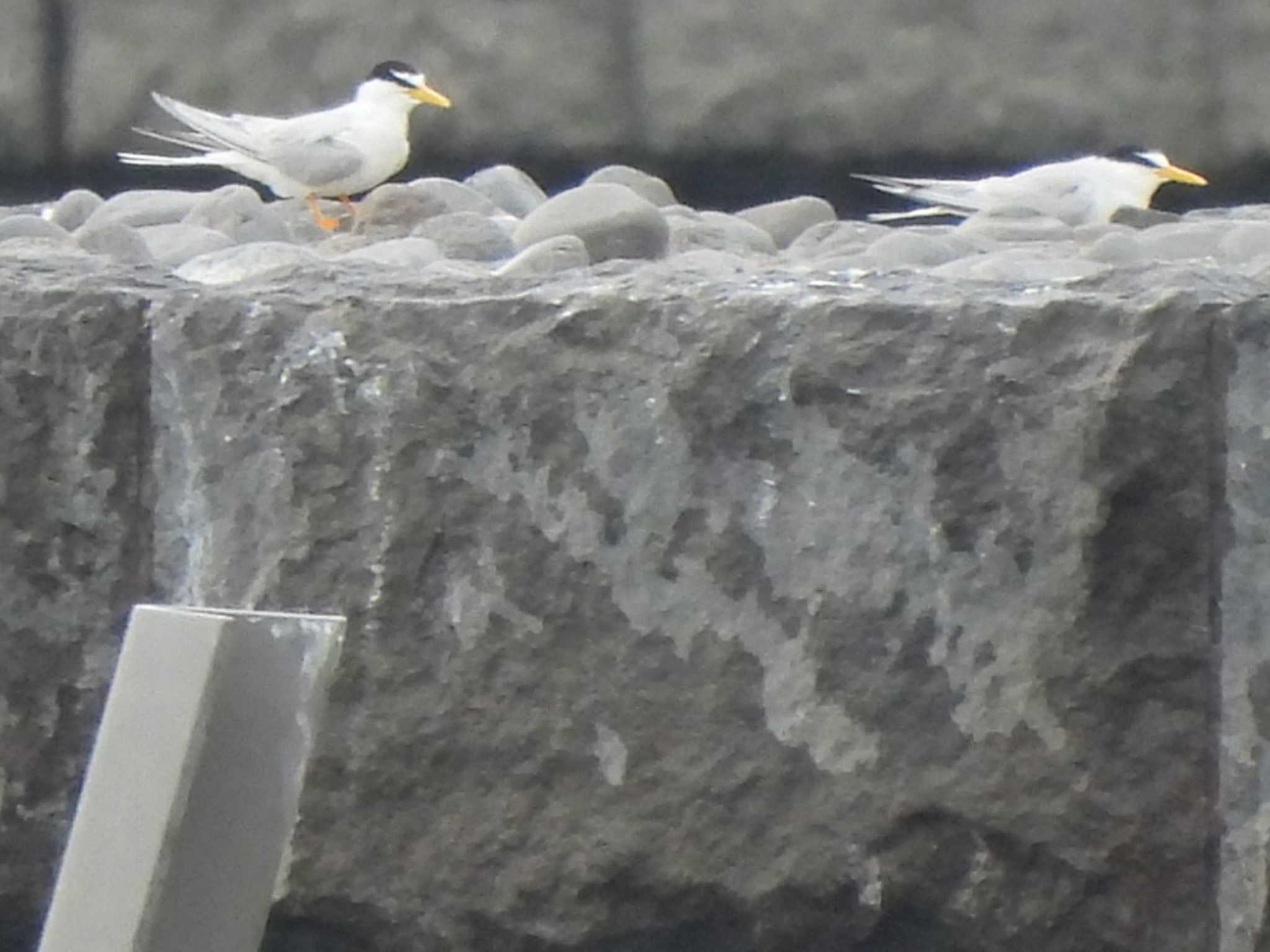 Photo of Little Tern at 多摩川二ヶ領宿河原堰 by ミサゴ好き🐦