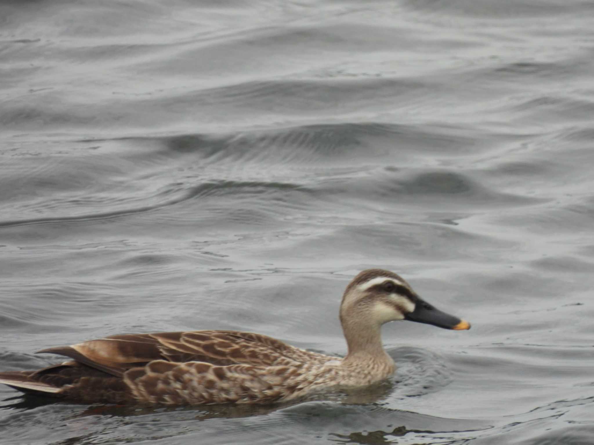 Photo of Eastern Spot-billed Duck at 多摩川二ヶ領宿河原堰 by ミサゴ好き🐦