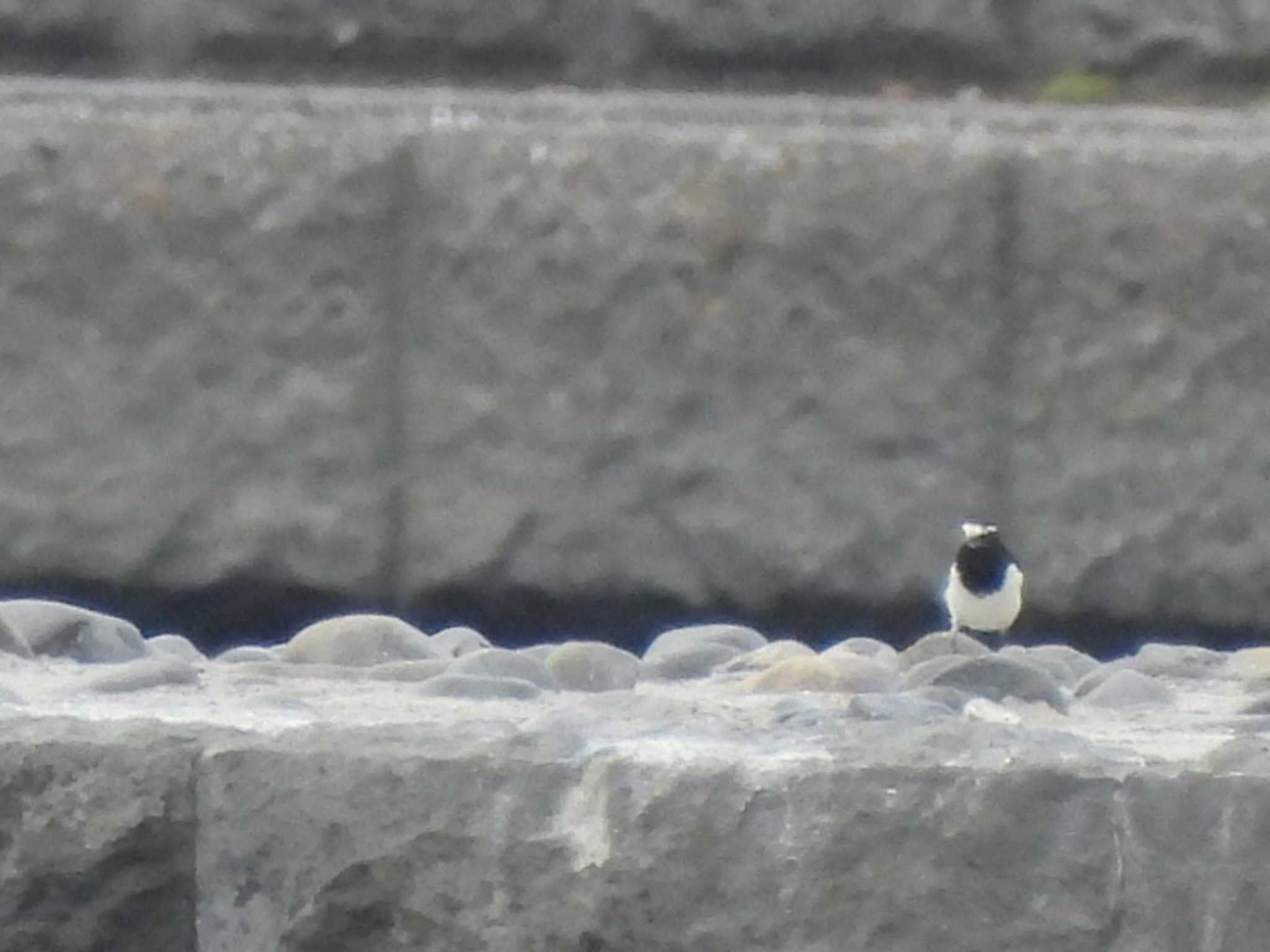 Photo of Japanese Wagtail at 多摩川二ヶ領宿河原堰 by ミサゴ好き🐦