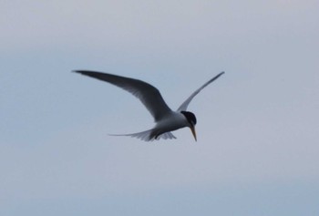 Sat, 5/25/2024 Birding report at 多摩川二ヶ領上河原堰