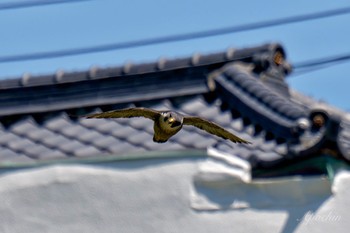 ハヤブサ 神奈川県 2024年5月11日(土)