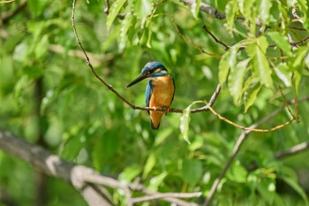 Sat, 5/25/2024 Birding report at 大阪府