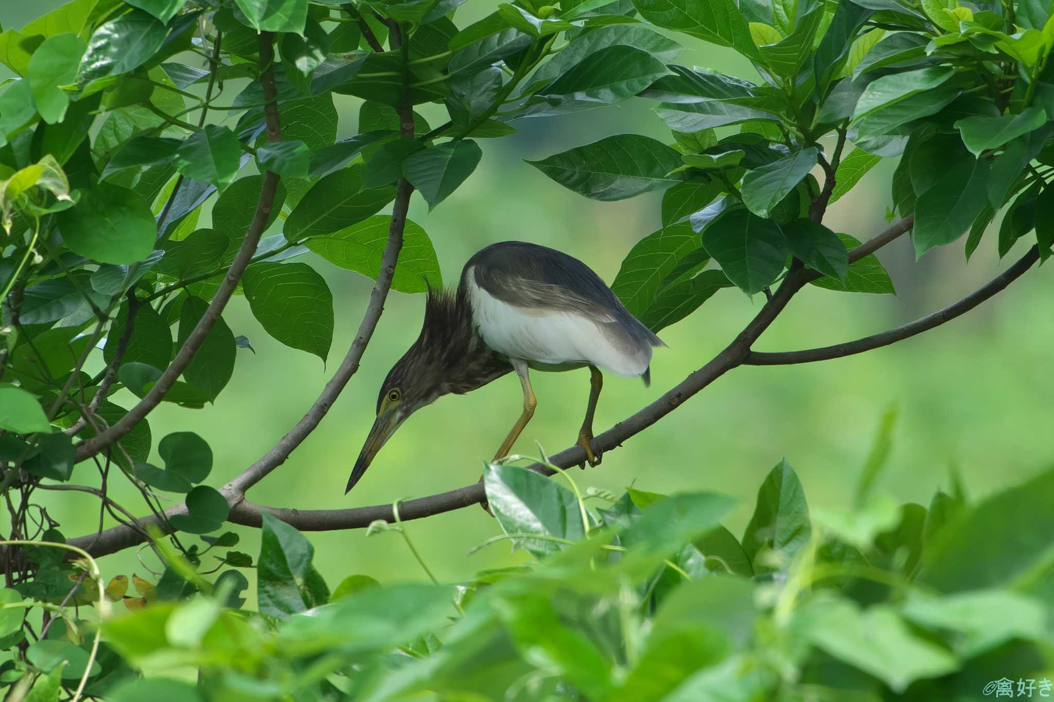 Photo of Chinese Pond Heron at 鹿児島県 by 禽好き