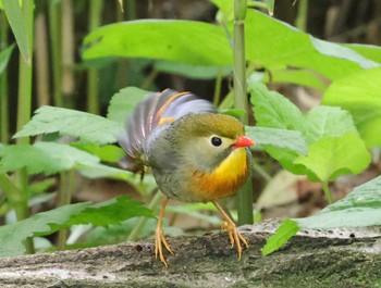 Red-billed Leiothrix 多摩地区 Wed, 5/22/2024