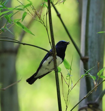 Blue-and-white Flycatcher 福岡県内 Sat, 5/25/2024