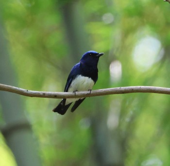 Blue-and-white Flycatcher 福岡県内 Sat, 5/25/2024