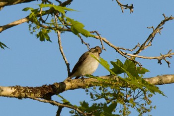 Dark-sided Flycatcher 千歳川(烏柵舞橋〜第四発電所付近) Sat, 5/25/2024