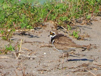 Little Ringed Plover 亘理郡 Sat, 5/25/2024