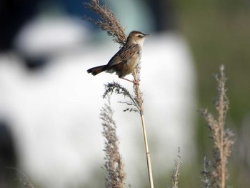 Zitting Cisticola 亘理郡 Sat, 5/25/2024