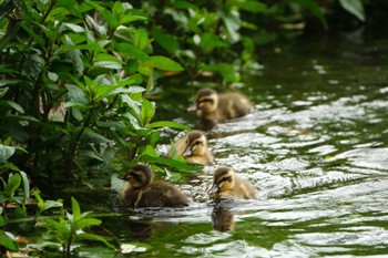 2024年5月25日(土) 中郷温水池(三島市)の野鳥観察記録