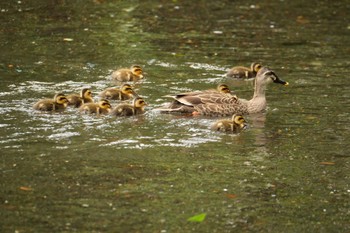 カルガモ 中郷温水池(三島市) 2024年5月25日(土)