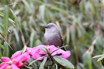 Grey-hooded Fulvetta 瓦屋山(Wawushan) Sun, 4/21/2024