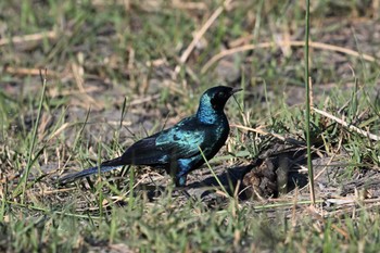 Burchell's Starling Khwai Private Reserve(Okavango Delta) Mon, 5/13/2024