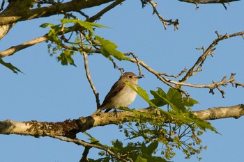 Dark-sided Flycatcher 千歳川(烏柵舞橋〜第四発電所付近) Sat, 5/25/2024