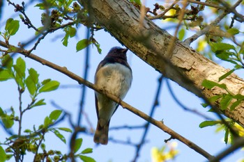 Blue-and-white Flycatcher 千歳川(烏柵舞橋〜第四発電所付近) Sat, 5/25/2024