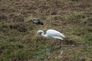 2019年1月10日(木) 昆陽池公園の野鳥観察記録