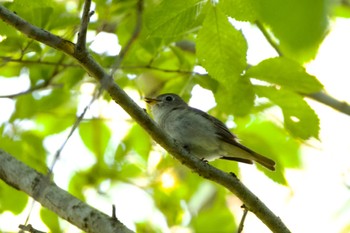 Asian Brown Flycatcher 千歳川(烏柵舞橋〜第四発電所付近) Sat, 5/25/2024