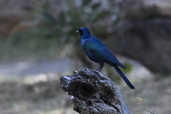 Burchell's Starling Khwai Private Reserve(Okavango Delta) Mon, 5/13/2024