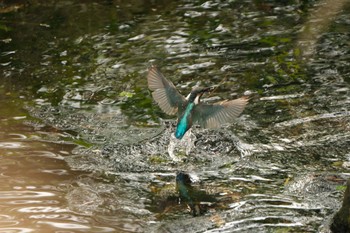 カワセミ 門池公園(沼津市) 2024年5月25日(土)