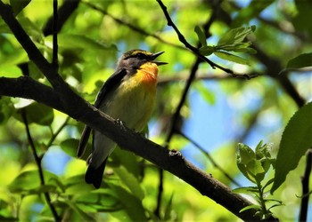 Fri, 5/24/2024 Birding report at 上高地