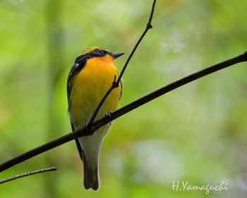 Narcissus Flycatcher 八王子城跡 Sat, 5/25/2024