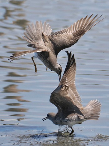 キアシシギ 東京港野鳥公園 2024年5月18日(土)