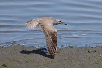 キアシシギ 東京港野鳥公園 2024年5月18日(土)