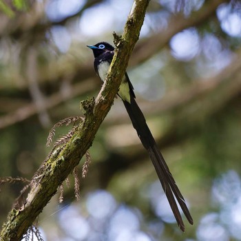 2024年5月25日(土) 八王子城跡の野鳥観察記録