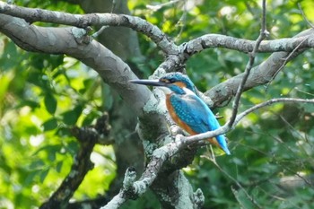 カワセミ 八景水谷公園 2024年5月25日(土)