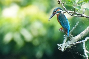 Common Kingfisher 八景水谷公園 Sat, 5/25/2024